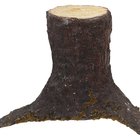Cómo matar las raíces y tocón de un árbol sin desenterrarlo