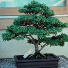 Todo lo que debes saber sobre un árbol bonsái