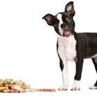 Requerimientos de Vitamina D para perros