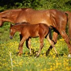 Desarrollo del embrión de un caballo