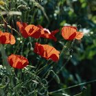 Los colores de las amapolas