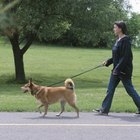 Como aparar o pelo de seu cachorro com uma máquina de cortar cabelos