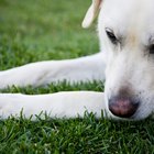 Causas da perda de olfato em cães