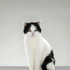 Signos de problemas de tiroides en gatos