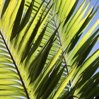 Como cultivar uma palmeira-sagu a partir da muda