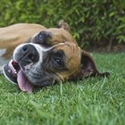 Os efeitos de inseticidas em cachorros