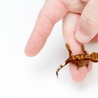 Como saber o sexo de uma lagartixa-de-crista