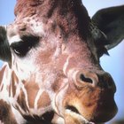 Información sobre los ojos de las jirafas