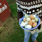 Los colores de los huevos según las razas de gallinas