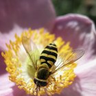 Cómo deshacerte de una infestación de avispones, avispas y abejas 