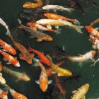 Como o pH pode afetar seus peixes?
