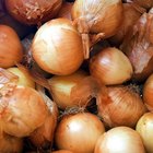 fresh onions in a basket