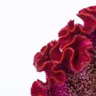 Cómo cuidar de una planta cresta de gallo rosada