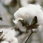 Cotton on a stem