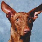 Ingredientes de los limpiadores de oídos para perros