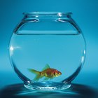 ¿Qué peces puedo meter junto con un tiburón arco iris?