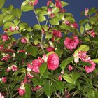 Como enraizar camélia (Camellia japonica)