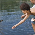 Cómo alimentar patos silvestres bebé