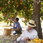 Cómo inducir la floración en cítricos