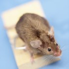 Cómo hacer un repelente para ratones totalmente natural
