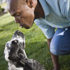 Diferentes tipos de raza cocker spaniel 