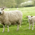 ¿Porqué se corta la lana de las ovejas en primavera?