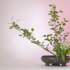 Cómo hacer arreglos florales japoneses: Ikebana