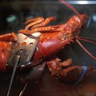 Close up of hands opening a crab shell