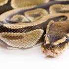 Hibernación y adaptaciones en las serpientes