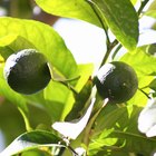 Como salvar uma árvore de citrus que está morrendo