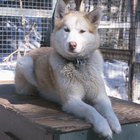Os huskies siberianos são cachorros perigosos?