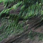 Semelhanças entre briófitas e algas
