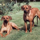 Cómo disciplinar a un Ridgeback Rodesiano