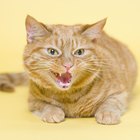 O que significa quando as orelhas de um gato ficam abaixadas? 