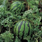 Que tipo de fertilizante usar para o bom crescimento de melancias?