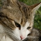 Los pros y contras de tener un gato como mascota