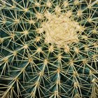 Pudrición del cactus