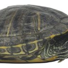 Cómo construir un hábitat para tortugas semi-acuáticas