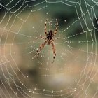 Formas naturales para deshacerte de las hormigas y arañas en casa