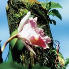 Cómo injertar orquídeas en los árboles