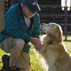 Cómo ayudar a un perro adulto con debilitamiento de patas