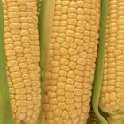 Boy holding ear of corn