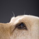 Manchas turbias en los ojos de un perro