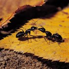 Como controlar infestações de formigas com cal hidratada
