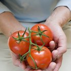 Cómo saber cuando un tomate se ha estropeado