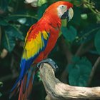 Espécies e tipos de papagaios