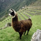 Consejos de viaje para Machu Picchu