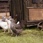 Alimentação de galinhas com aveia