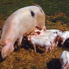 Como saber se uma porca produtora de suínos de abate está no cio