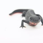 Tipos y especies de salamandras